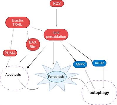 ROS induced lipid peroxidation and their role in ferroptosis